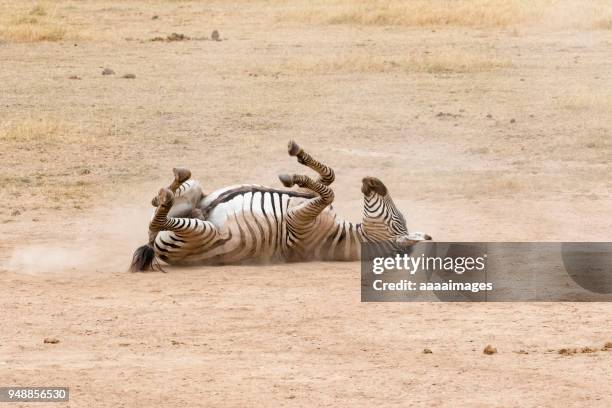 common or plains zebras rolling in dust to kill parasites - zebra lying down stockfoto's en -beelden