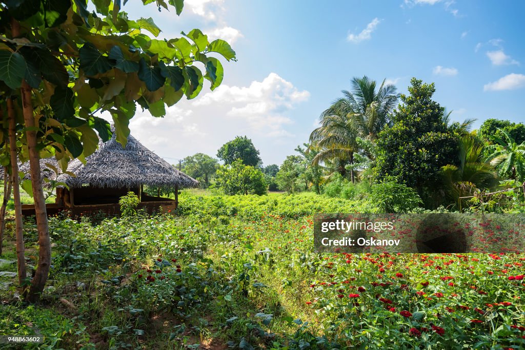 House in village in Sri Lanka