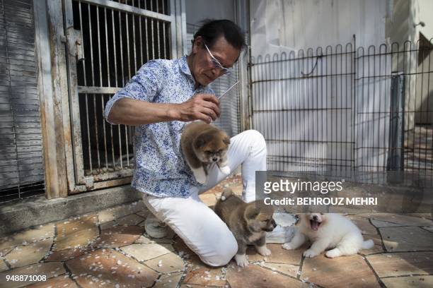 In this picture taken on April 3, 2018 Japanese Akita dog breeder Osamu Yamaguchi combs a one-month-old Akita puppy at his centre in Takasaki, Gunma...