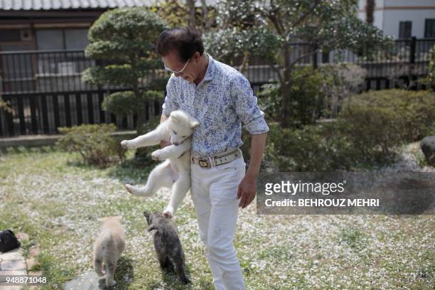 In this picture taken on April 3, 2018 Japanese Akita dog breeder Osamu Yamaguchi holds Yukine, an Akita puppy, at his centre in Takasaki, Gunma...