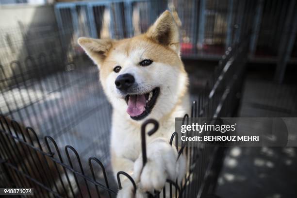 This picture taken on April 3, 2018 shows an Akita dog in a kennel at a breeding centre in Takasaki, Gunma prefecture. - Hollywood actor Richard...