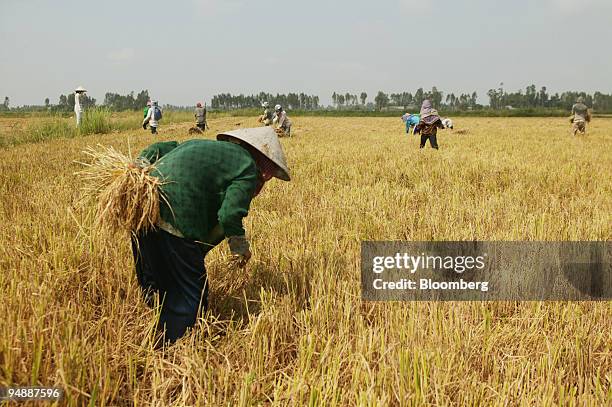 Farm hands, wearing a conical hat, harvest rice grain at Co Do farm, in Can Tho Province, Vietnam, on Saturday, March 1, 2008. Shipments of the grain...