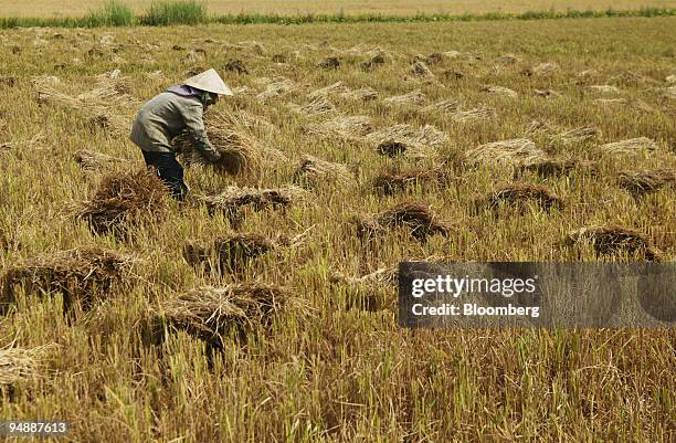 Farm hand, wearing a conical hat, harvests rice grain at Co Do farm, in Can Tho Province, Vietnam, on Saturday, March 1, 2008. Shipments of the grain...