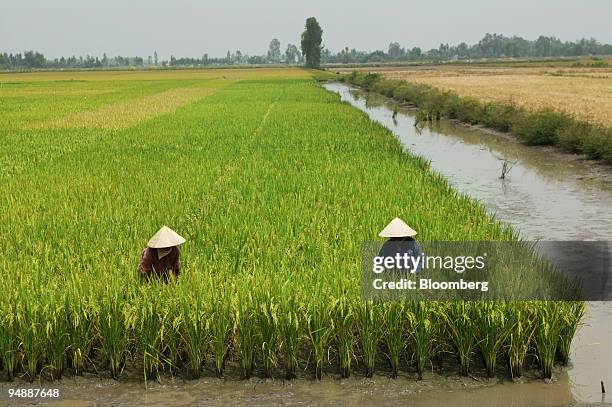 Farm hands, wearing conical hats, nestle in the rice fields as they work at Co Do farm, in Can Tho Province, Vietnam, on Saturday, March 1, 2008....