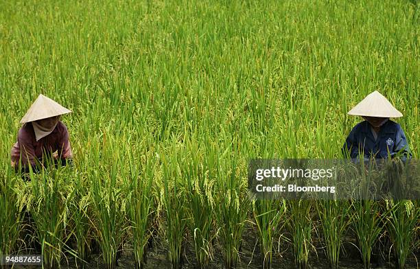 Farm hands, wearing conical hats, nestle in the rice fields as they work at Co Do farm, in Can Tho Province, Vietnam, on Saturday, March 1, 2008....