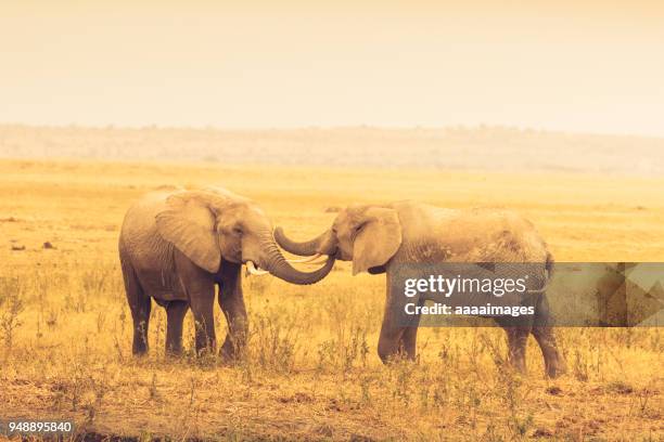 two african elephants playing on savannah - ゾウの鼻 ストックフォトと画像