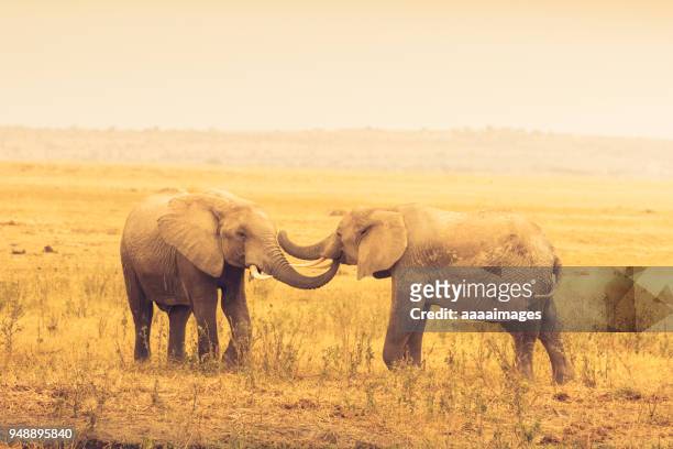 two african elephants playing on savannah - animal trunk 個照片及圖片檔