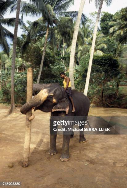 Eléphant transportant un tronc d'arbre à Kegalle, en 1979, Sri Lanka.