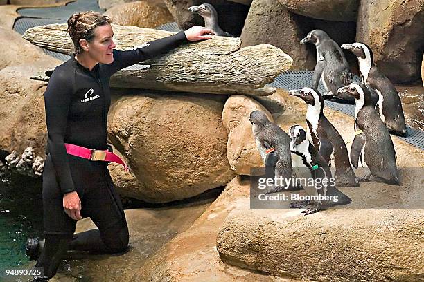 Pamela Schaller, the senior aquatic biologist for the California Academy of Sciences, helps African penguins adjust to their new climate-controlled...