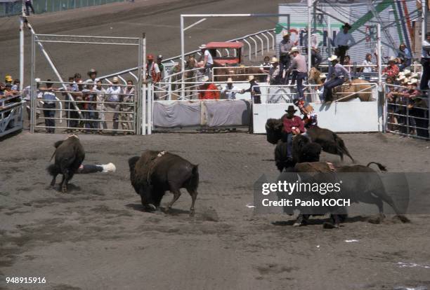 Bison Rodeo Bison Stampede Photos and Premium High Res Pictures - Getty Images