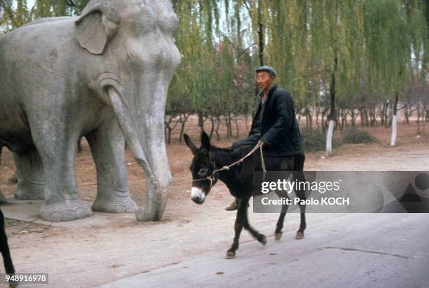 Fermier sur la Voie des Esprits, conduisant au tombeau des Ming, à Pékin, en Chine, en mars 1979.