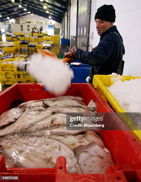 Fish market worker shovels ice over a crate of plaice before being transported from Grimsby fish market in Grimsby, Lincolnshire, U.K., on Thursday,...