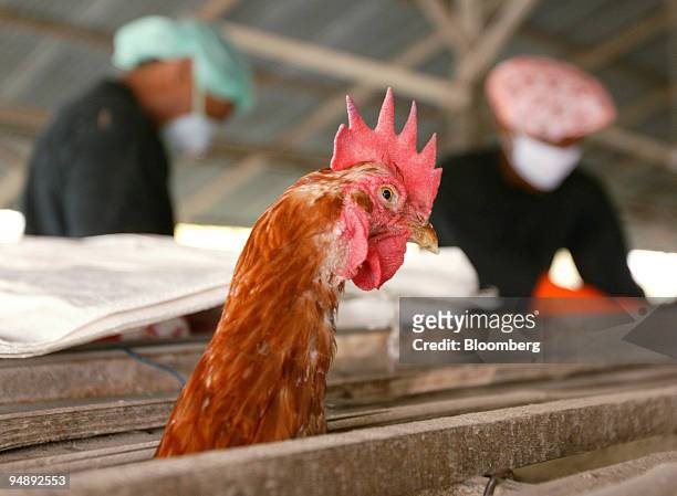 Government workers, wearing protective clothing, collect some of 25,000 chickens to be destroyed at a countryside farm in Suphan Buri, Thailand, just...