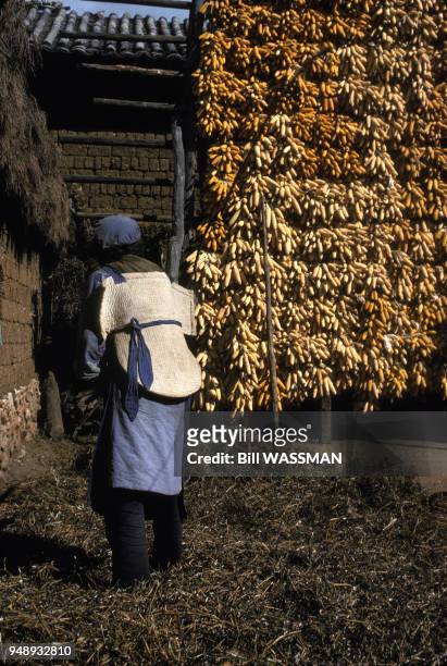 Séchage des épis de maïs au soleil, dans le village Naxi de Baisha, dans la province du Yunnan en Chine, en janvier 1989.