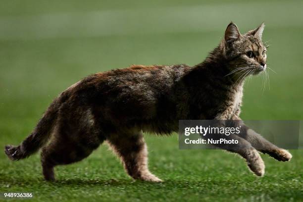 Cat enters the pitch prior to Levante UD goal during the La Liga game between Levante UD and Malaga CF at Ciutat de Valencia on April 19, 2018 in...