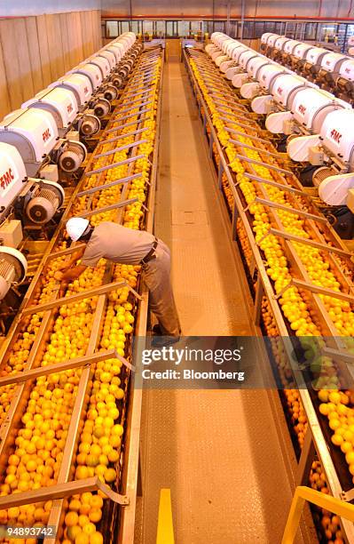 Oranges Processed Orange Juice Concentrate Photos and Premium High Res Pictures - Getty ...