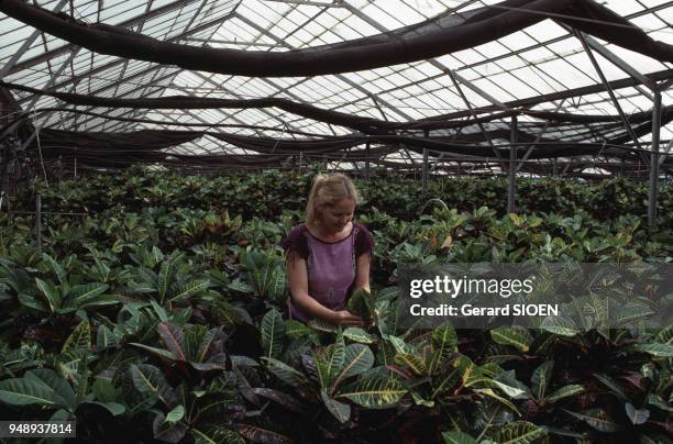 Agricultrice dans une serre du moshav de Shavei Tsion, en juin 1988, Israël.