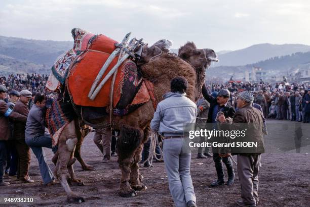 Préparation d'un chameau avant un combat à Yenipazar, en février 1985, Turquie.
