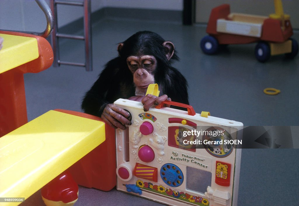 Expériences menées sur des chimpanzés aux Etats-Unis