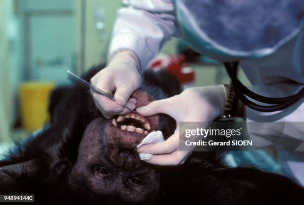 Expériences menées sur des chimpanzés, dans un laboratoire de recherche pharmaceutique, à Tuxedo, dans l'Etat de New York, aux Etats-Unis, en 1991.