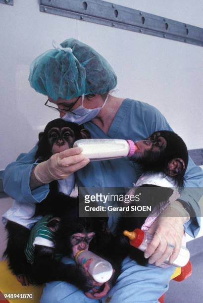 Expériences menées sur des chimpanzés, dans un laboratoire de recherche pharmaceutique, à Tuxedo, dans l'Etat de New York, aux Etats-Unis, en 1991.