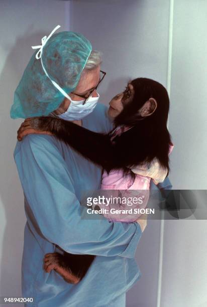 Expériences menées sur des chimpanzés, dans un laboratoire de recherche pharmaceutique, à Tuxedo, dans l'Etat de New York, aux Etats-Unis, en 1991.