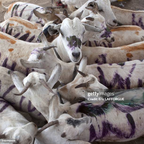 Livestock Market In Hargeisa Painted Goats Flock Somaliland.