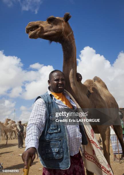 Livestock Market In Hargeisa Camel Trading One Man And Camel Somaliland.