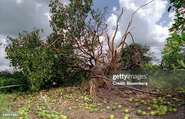 Immature oranges lie on the ground next to an orange tree that was uprooted by Hurricane Charley in Arcadia, Florida August 16, 2004. Orange-juice...