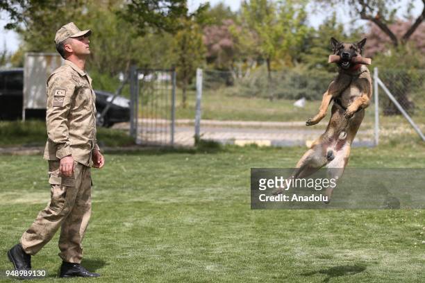 Dogs are seen during a training at the Gendarme Horse and Dog Training Center in Nevsehir, Turkey on April 20, 2018. Dogs are trained for special...