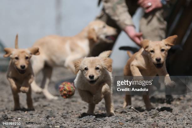 Dogs are seen during a training at the Gendarme Horse and Dog Training Center in Nevsehir, Turkey on April 20, 2018. Dogs are trained for special...