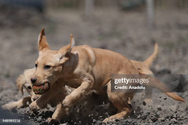 Dogs are seen during a training at the Gendarme Horse and Dog Training Center in Nevsehir, Turkey on April 20, 2018. Dogs are trained for special...