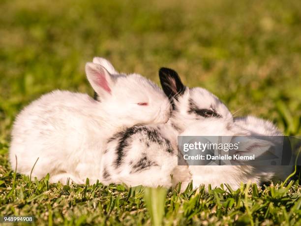 683 Rabbit Hop Stock Photos, High-Res Pictures, and Images - Getty Images