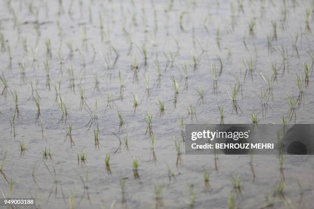 Rice seedlings are seen on a paddy in Kazo city, Saitama prefecture on April 20, 2018.