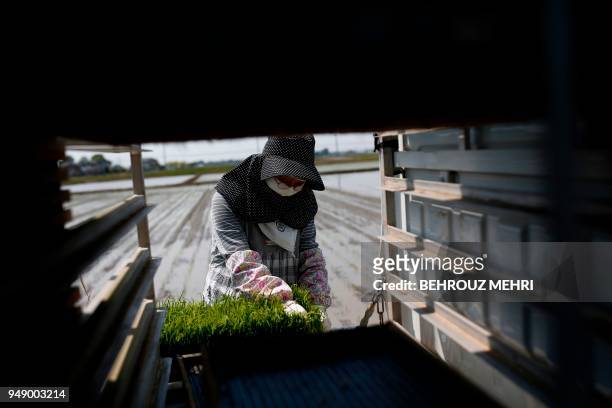 Japanese farmer Toshiko Ogura prepares rice seedling trays to plant on her paddy in Kazo city, Saitama prefecture on April 20, 2018.