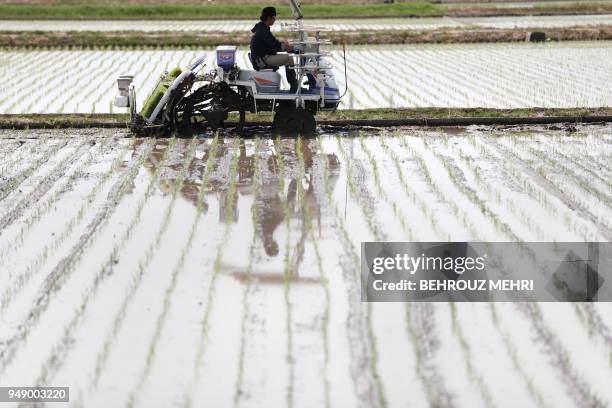 Japanese farmer Yuichi Ogura plants rice seedlings on his paddy in Kazo city, Saitama prefecture on April 20, 2018.