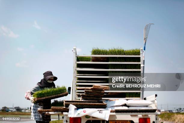 Japanese farmer Toshiko Ogura prepares rice seedling trays to plant on her paddy in Kazo city, Saitama prefecture on April 20, 2018.