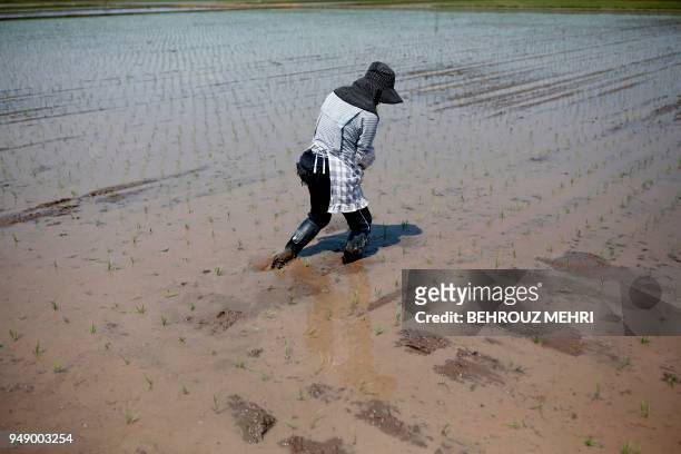 Japanese farmer Toshiko Ogura walks on her paddy after planting seedlings in Kazo city, Saitama prefecture on April 20, 2018.
