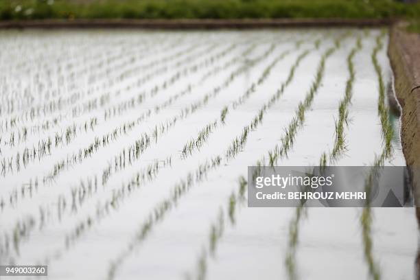 Rice seedlings are seen on a paddy in Kazo city, Saitama prefecture on April 20, 2018.