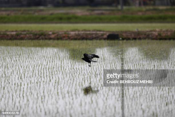 Crow flies over a rice paddy in Kazo city, Saitama prefecture on April 20, 2018.