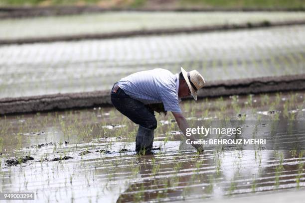 Japanese farmer plants rice seedlings on his paddy in Kazo city, Saitama prefecture on April 20, 2018.