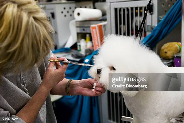 Lucy, a Bichon Frise, gets a trim from her groomer Lisa Bettis after traveling from Indiana to attend the 132nd Westminster Kennel Club Dog Show at...
