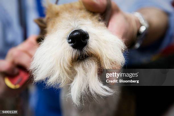 Kohl, a Wire Fox terrier, gets a trim by groomer Leonardo Garcini backstage a day before the 132nd Westminster Kennel Club Dog Show at Madison Square...