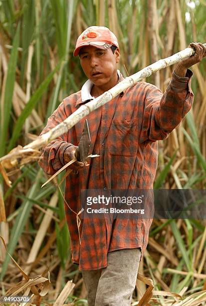 Worker cuts sugar cane in the plantation of La Belgica Sugar Mill in Warnes, Bolivia, July 20, 2004. Sugar is known as the "economic locomotive" of...