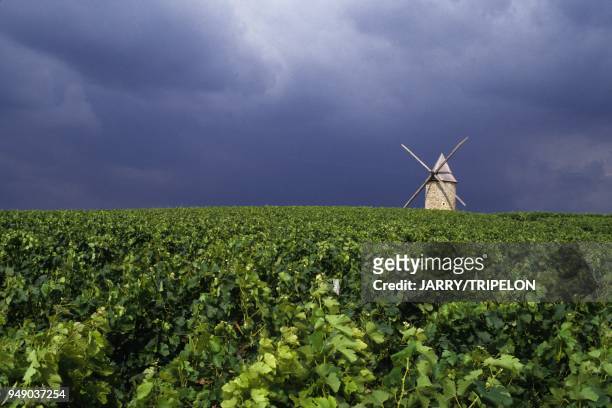 France, Aquitaine, Gironde 33, Bordeaux wine, Medoc vineyard, Blagnac, chateau Tour Haut Caussan, Cru bourgeois, Medoc vineyard, windmill France,...