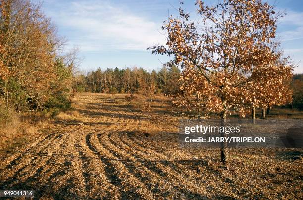 The truffle. Truffle path in Sorges. Exploited truffery. Dordogne: la truffe. Sentier des truffières à Sorges. Truffière en exploitation.