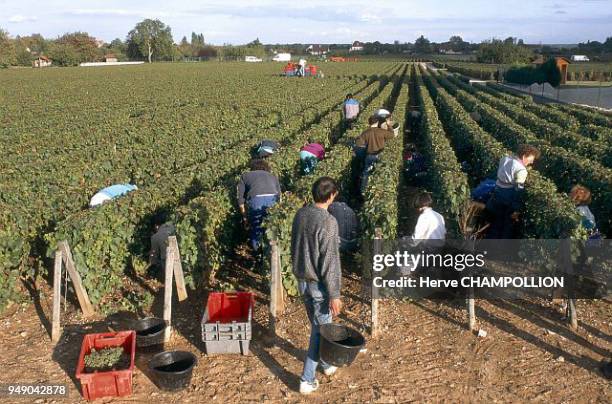 Cote d'Or, the grape harvest in Nuits-Saint-Georges. Bourgogne: Côte-d'Or, les vendanges à Nuits-Saint-Georges.
