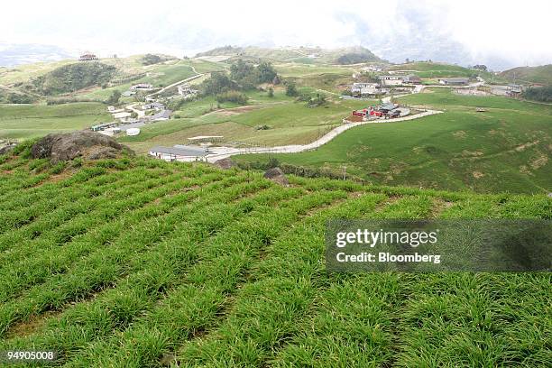 Day lilies are cultivated in Talampo, Hualien county, Taiwan, on Friday, Jan. 18, 2008. The Amis tribe, members of the island's biggest indigenous...