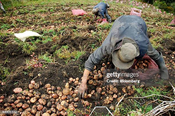 Colombian farmers harvest potatoes in the mountains surrounding Bogota, Colombia, on Aug. 24, 2007. The nation's agriculture industry has been hit by...