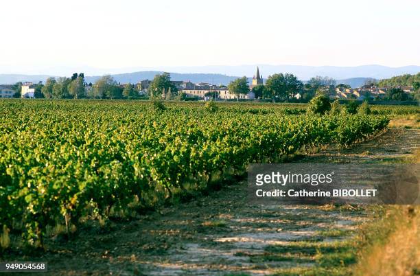 The Salleles-d'Aude village, amidst the vineyards in the Minervois region . Pays cathare: le village de Sallèles-d'Aude au milieu des vignes du...